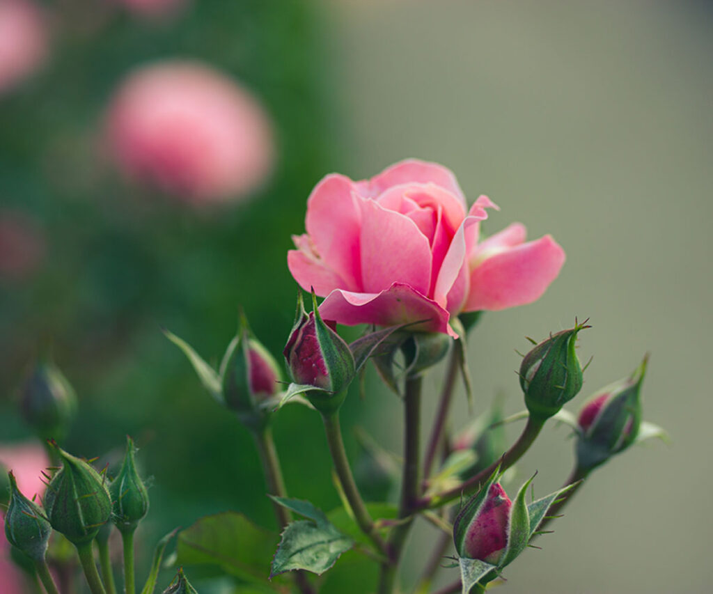 Pink Rose Flowers